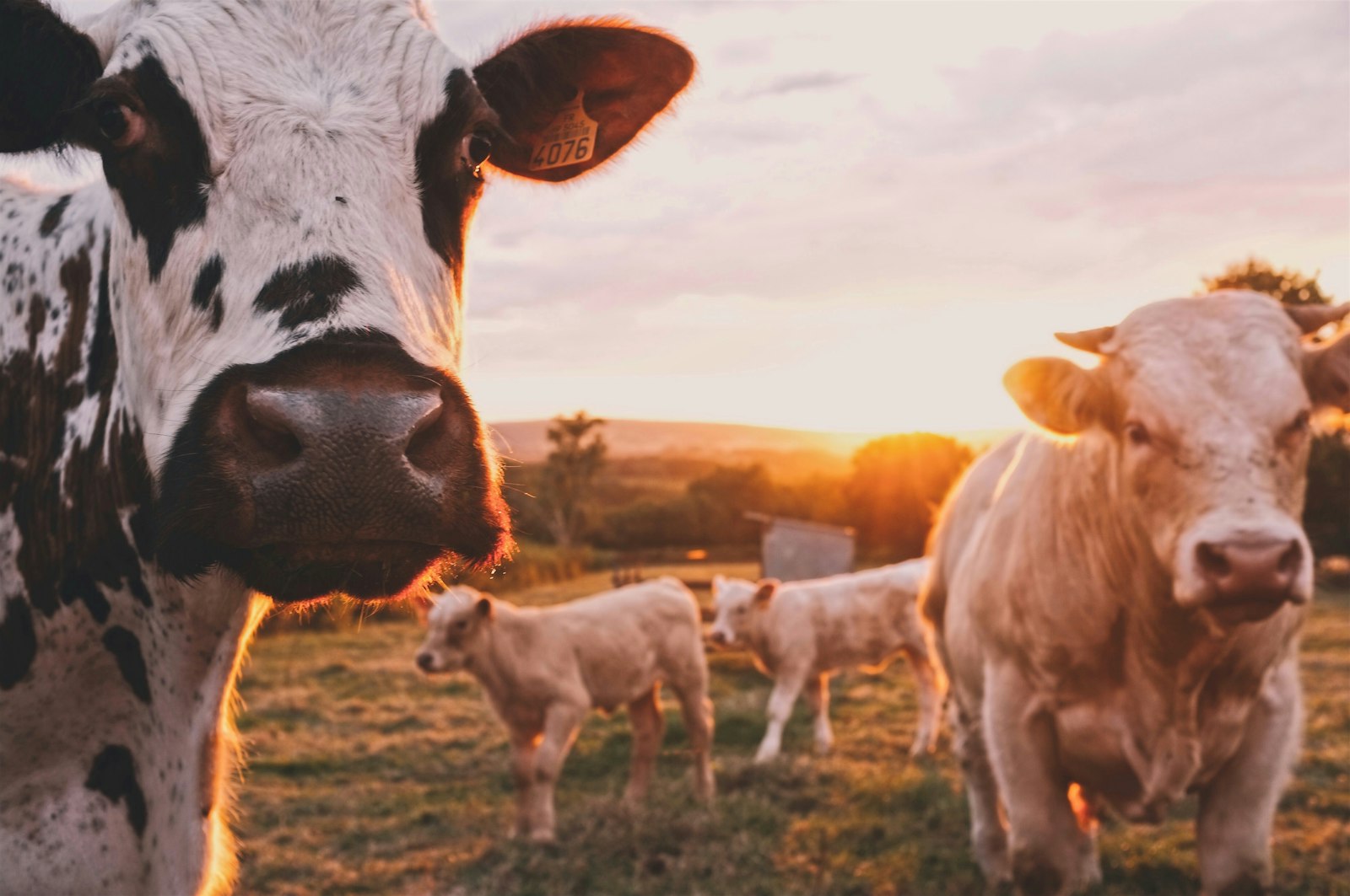 Cattle on pasture at dusk