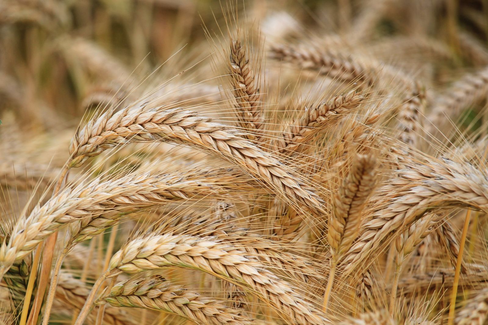 Ripe wheat heads